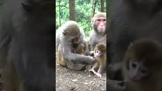 #baby monkey#monkeys #monkeys #Monkey Life #monkeyslife #babymonkey #adorablemonkey #Motivation