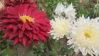 Guldaudi plant care & propagation #organicfarmingmethods #organicgardening #guldaudiflower 