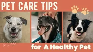 The Ultimate Guide to Pet Health: Tips and Tricks for a Healthy Fur Baby