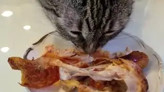 My CAT'S FIRST Mukbang ~ El Pollo Loco Chicken Mukbang Eating Show RIGHT OFF THE BONE