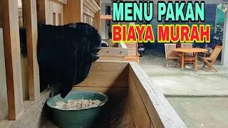 PAKAN COMBORAN KAMBING CEPET JUMBO