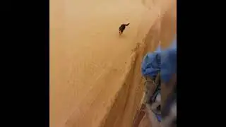 Dog full speed running during truck trailer moving  to another JOBSITE  at desert #SHORTS #DOG