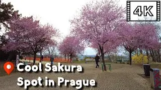 【4K60】Prague Cherry Blossom and a View over Old Town at Riegrovy sady | Praha 🇨🇿