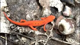Red Spotted Newt (Red Eft Stage)