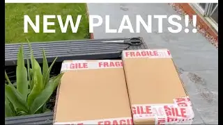 Unboxing Palms & Exotic Plants!