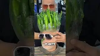 Самые безумные стрижки #шорты #волосы