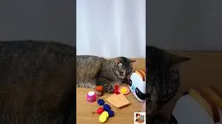 Unboxing with Nik🐱#unboxingtoys #catvideos #kitchenset #toykitchen #cat #unboxing #unboxingvideo