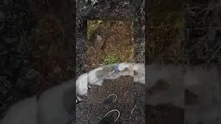 daily dog walks for peace of mind