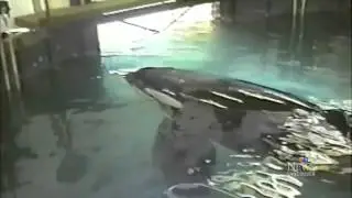 TILIKUM  - WHY CAPTIVITY KILLS (HUMANS, TOO)