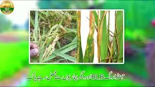 Pusa Basmati 1847 and Pusa Basmati 1885  Very High Yield Rice in the World BLB Disease free variety