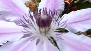 Flowering Vines - Clematis 'Nelly Moser' - Silkibergs&oacute;ley - Klifurplanta - Vafningsjurtir
