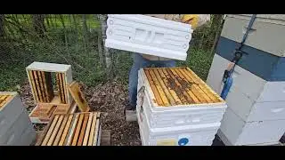 Swarm Prevention at Garden Apiary