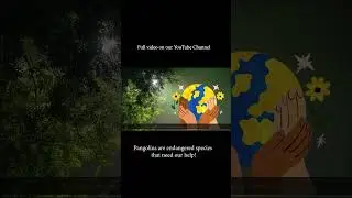 Meet the Pangolin! 🐾 #milijuli #conservationeducation #shorts