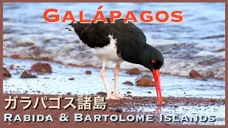 Gal&aacute;pagos Islands | Best Places to Visit | Rabida & Bartolome [No Talking]【ラビダ島とバルトロメ島 ガラパゴス諸島】