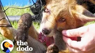 Baby Fox Tangled In Sports Netting Was Saved In Time | The Dodo