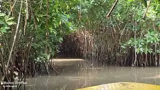 Pichavaram mangrove forest boat ride into tunnel