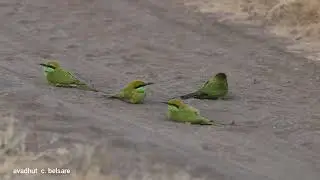 Green bee-eater dust bath behavior.