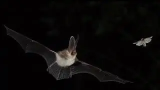 Brown Long Eared Bat Call