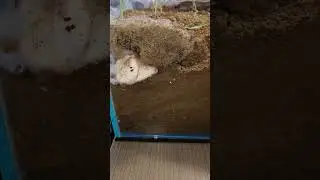 The little hamster was completely crushed #pepsidee #pepsidee #pepsi #pets #cute #animals #cat