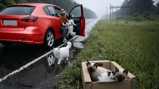 Kind woman rescues mother cat and kittens from roadside - touching moment