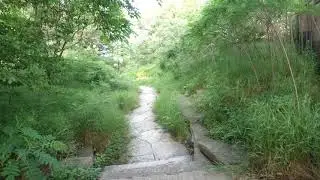 Walk Alfred Caldwell Lily Pool