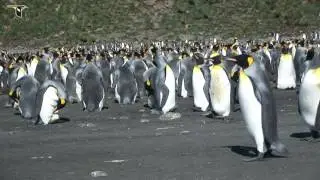 King Penguins Incubating Eggs on Their Feet