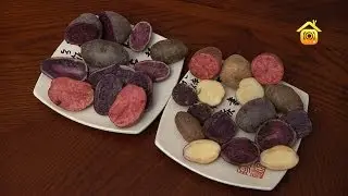 Цветной картофель. Обзор сортов и выращивание семенного картофеля из  клубней // FORUMHOUSE