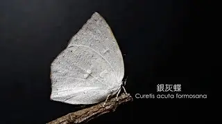 【銀灰蝶成長記錄】The life of Curetis acuta formosana
