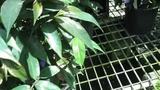 Dichorisandra penduliflora Weeping Blue Ginger