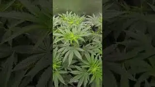 Happy Place from Destiny Exotic Genetics Week 6 Veg (2X4 Tent)