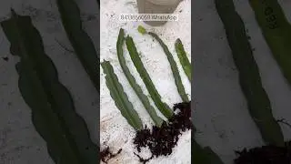 Rare dragon fruit plants | rooftop gardening🪴