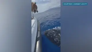 Maui dog befriends whale