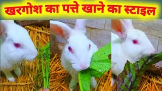 खरगोश का पत्ते खाने का स्टाइल 🐰 New Zealand White  Rabbit  Eating Green Vegetable  , Rabbit Life 