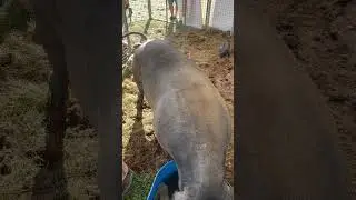 Mama pig. Мама поросенок с детьми. #love #animals #farm #животные #ферма #поросята #свинья # piggy