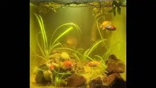 Fish Snails Fall Asleep Enjoy Mystery Snail Gold Fish