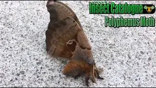 Polyphemus Moth - Flash is Off (Loop) (Antheraea polyphemus)