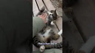 How Cats Communicate Without Meowing | Cat Behavior Explained 🐾