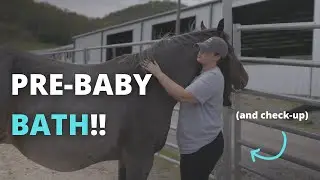 Let’s bath Ethel before she has her baby! (She ended up having it 10 hours later)