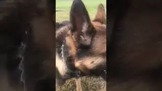 #fetch #obedience #k9 #germanshepherd