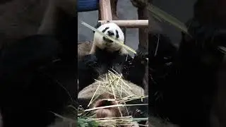 #милый #панда мансиси ест #смешно #смешноевидео