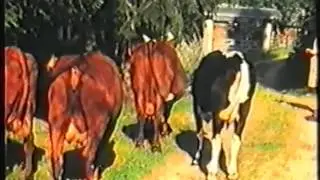 Våsbo 60-tal slåtter skogsbete mm