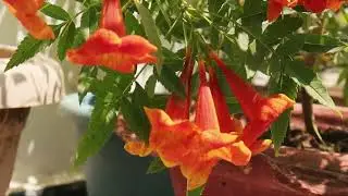 TECOMA - BEST FLOWERING PLANT // YELLOW BELLS // TRUMPET FLOWER DRAWF /MAXIMUM BLOOM @sukoondopal6059