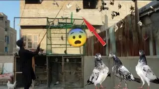 Ajj Sare Ghar Ka Patha Urray😨 || Breeding Wala Kabootaron Sa Shugal Mela☺️. #petvlog #itspigeonlover