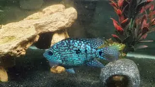 Made some moves..Update! Electric Blue Jack Dempsey, Oscar fish, Jaguar Cichlid