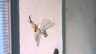 Spider vs Dragonfly