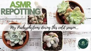 ASMR Repotting my first ever PACHYPHYTUMS Momobijin, Mikadukabijin with Echeveria Bluebird & Hybrid!