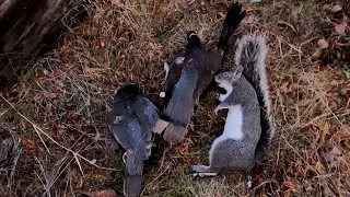 Last Day Of Hunting Band Tail Pigeon (12-28-2025)