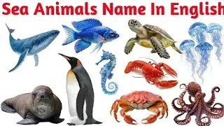 Learn 20 Sea Animals| 20 Sea Animals Names in English for Kids Vocabulary Learning