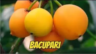 Bacupari (Garcinia gardneriana)