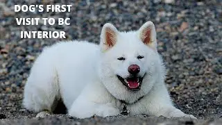 Dog's First Visit To BC Interior